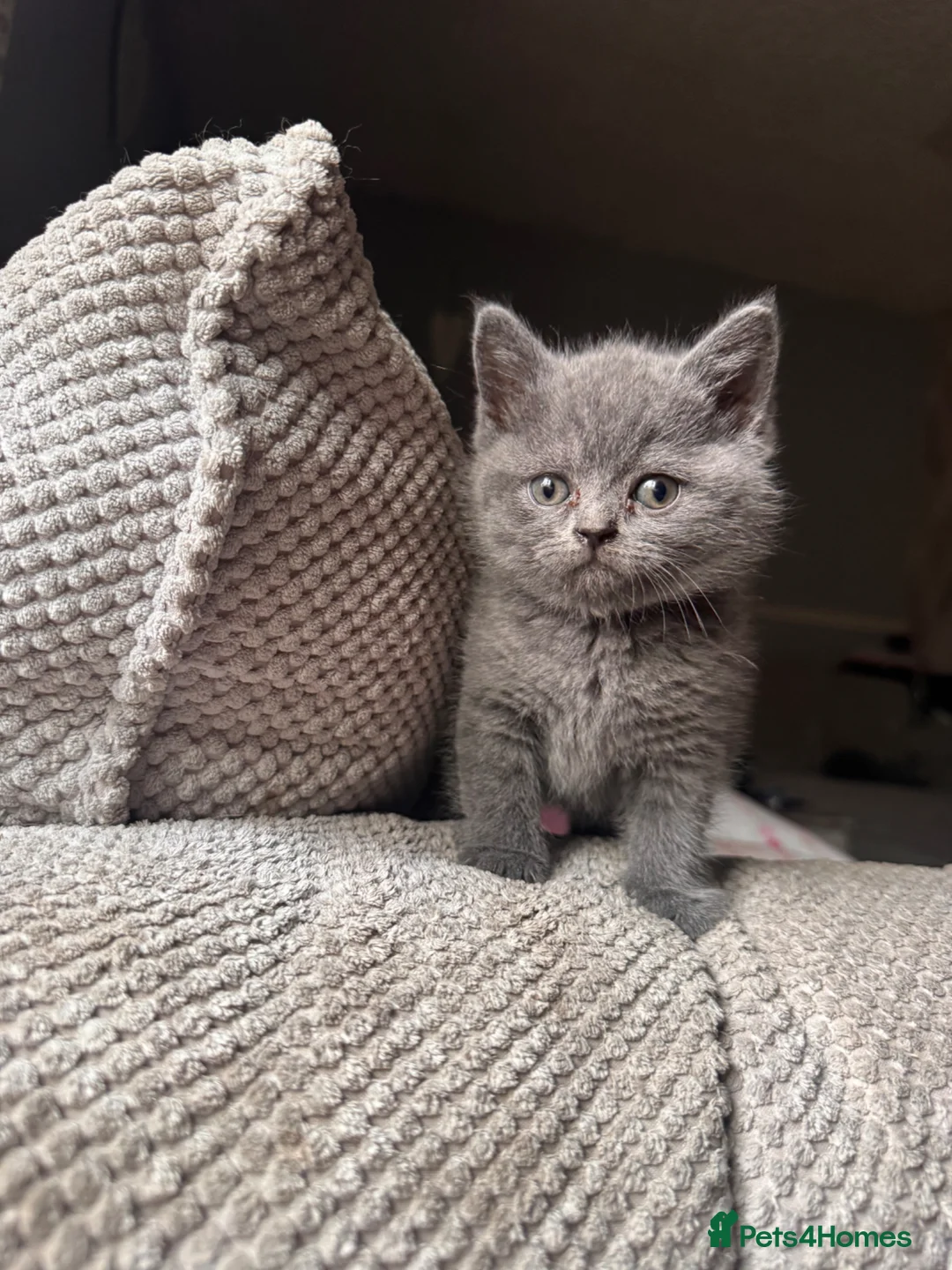 British Shorthair cats for sale: 🔥 ❤️❤️ beautiful British shorthair kittens  - Advert 1