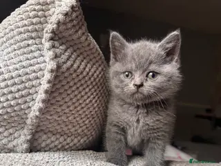 British Shorthair cats 🔥 ❤️❤️ beautiful British shorthair kittens - Advert 1