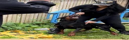 Dobermann dogs for stud: As featured on Animal Watch!🇷🇸 European doberman in Birmingham - Advert 3