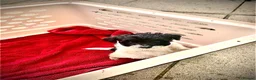Jackapoo dogs for sale: 6 beautiful jackapoo pups - Advert 7