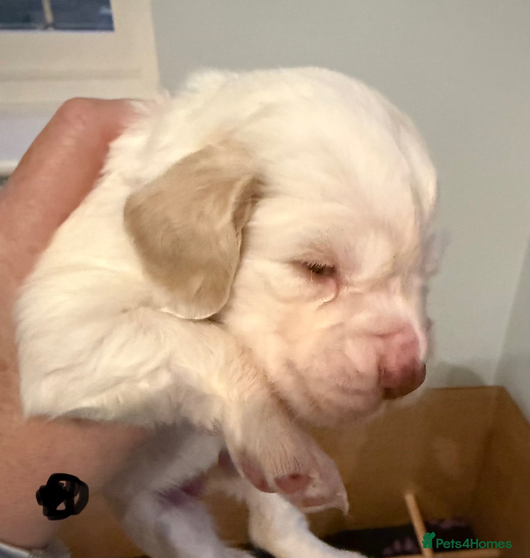 Clumber Spaniel dogs for sale: Pedigree KC Clumber Spaniel Puppies - Advert 9