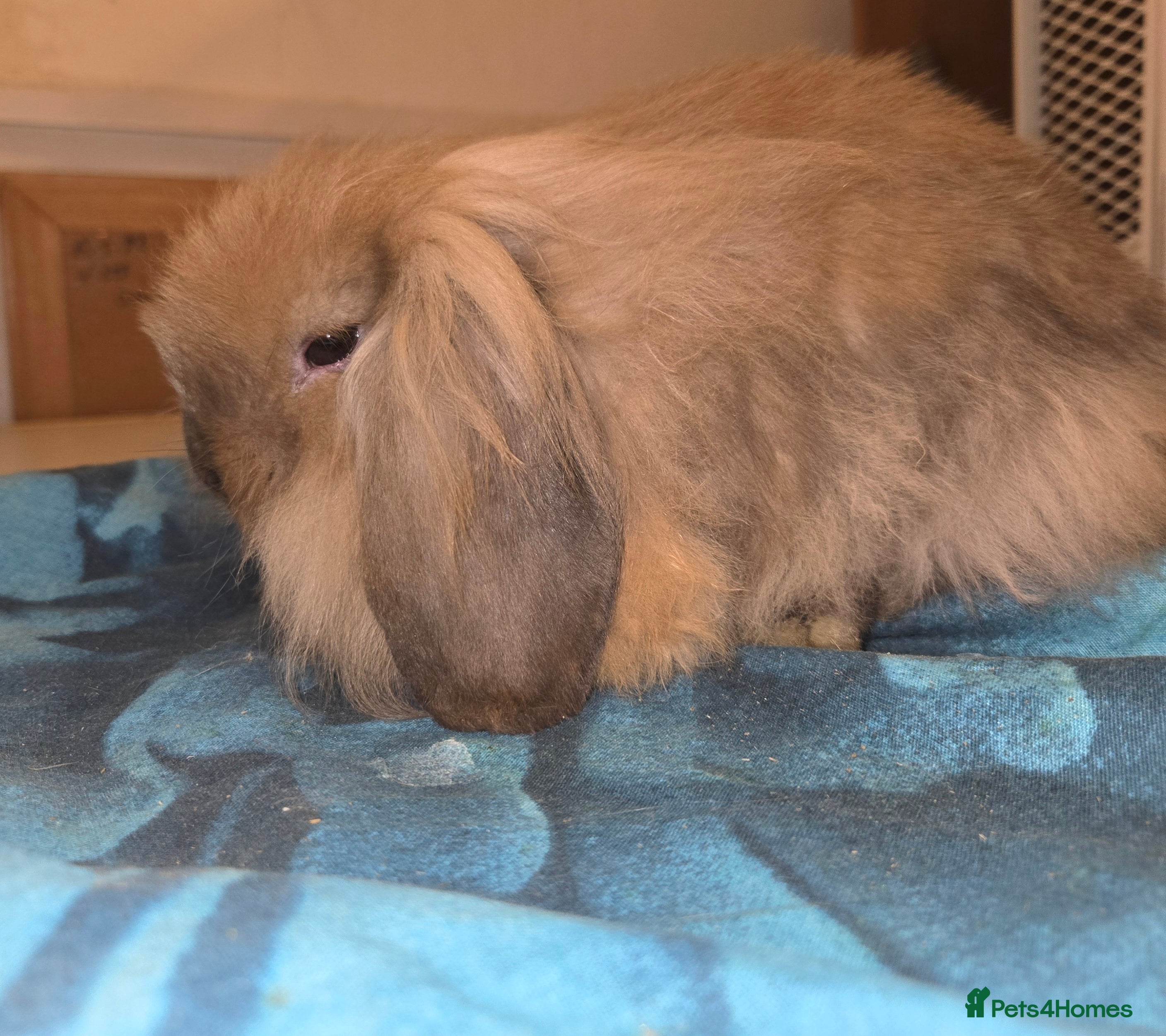 Mini Lion Lop rabbits Adorable small mini lion lop baby  - Advert 8
