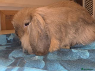 Mini Lion Lop rabbits Adorable small mini lion lop baby - Advert 8