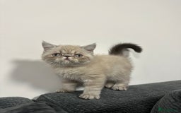 Persian cats for sale: ⭐️ Exceptional Persian x Exotic Kittens ⭐️ - Advert 8