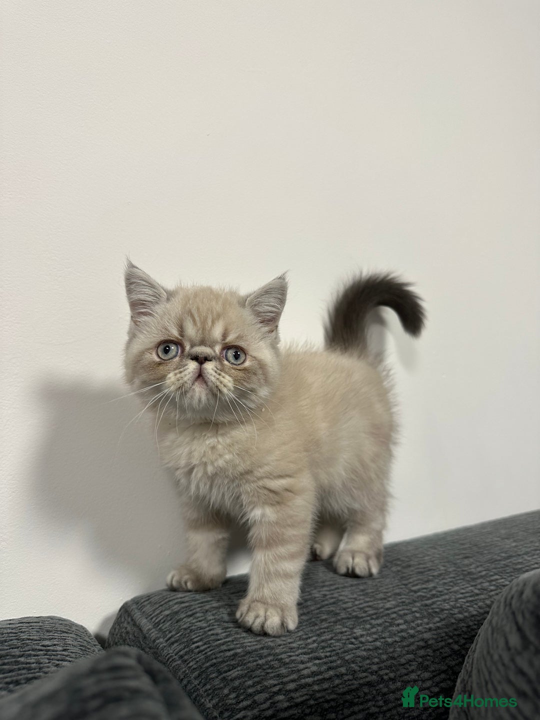 Persian cats for sale: ⭐️ Exceptional Persian x Exotic Kittens ⭐️ - Advert 8
