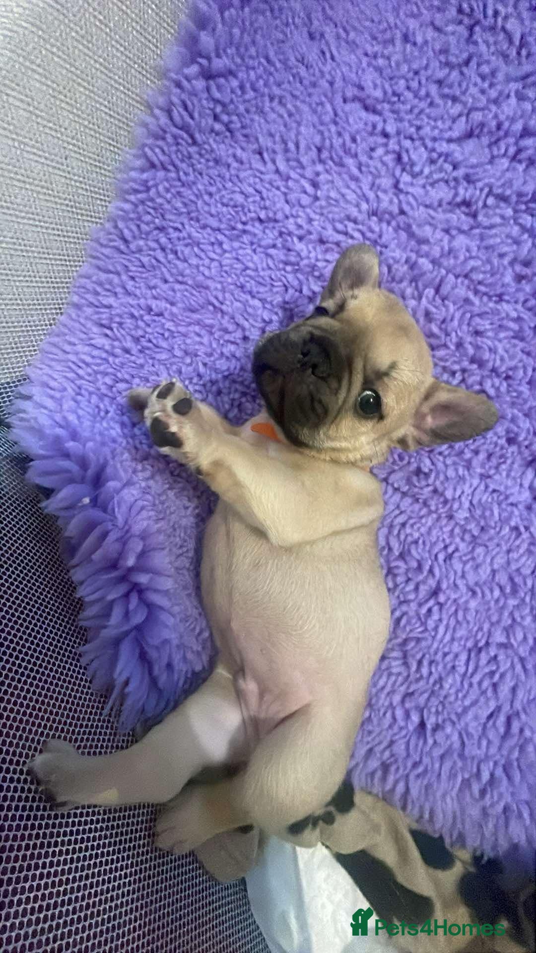 French Bulldog dogs for sale: Beautiful French bulldog puppys - Image 5