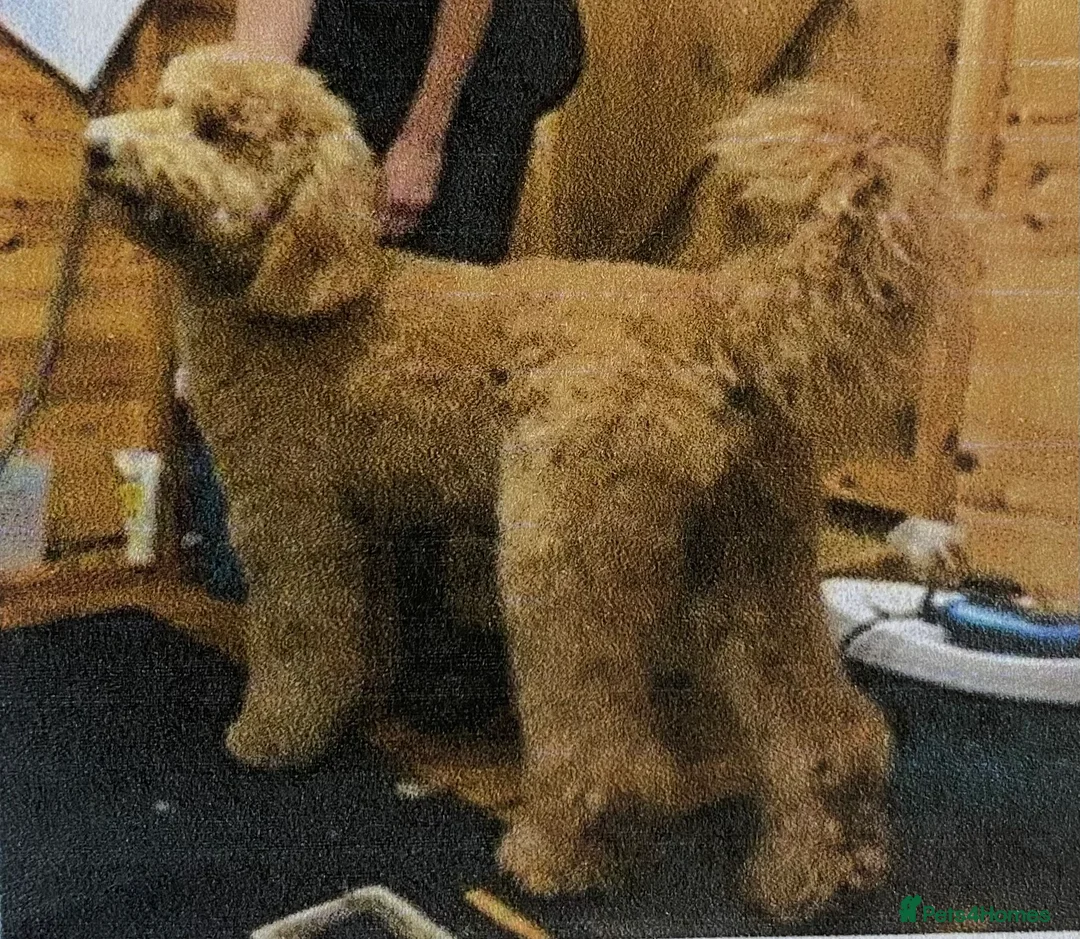 Goldendoodle dogs for stud: Alfie, Proven Goldendoodle for stud-Health Tested in Southport - Advert 13