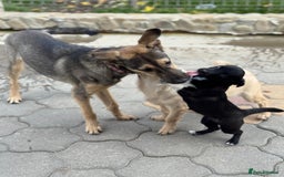 Mixed Breed dogs for adoption: MOCHI – a Superb young Girl for a Loving Home - Advert 16