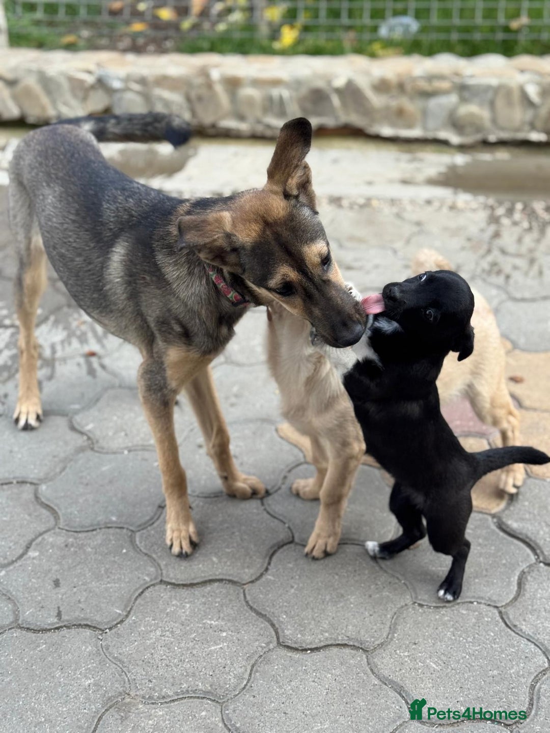 Mixed Breed dogs for adoption: MOCHI – a Superb young Girl for a Loving Home - Advert 16