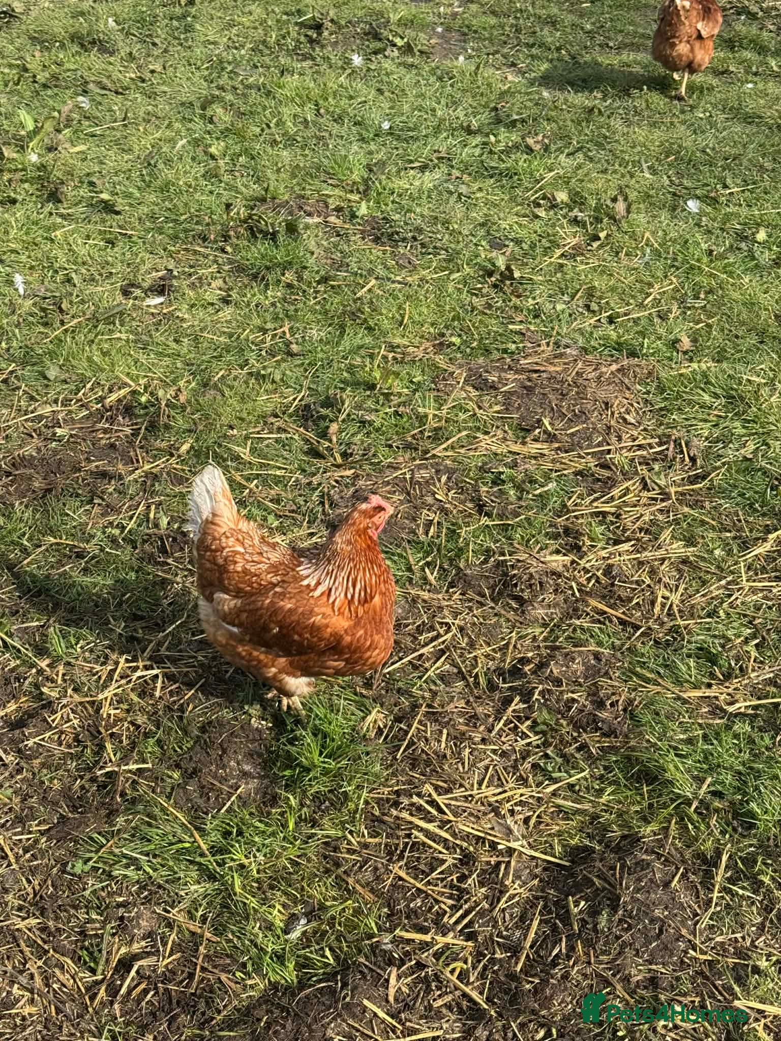 Chickens poultry Chickens - Advert 2