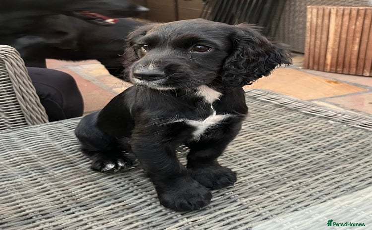Cocker Spaniel dogs - Advert 9