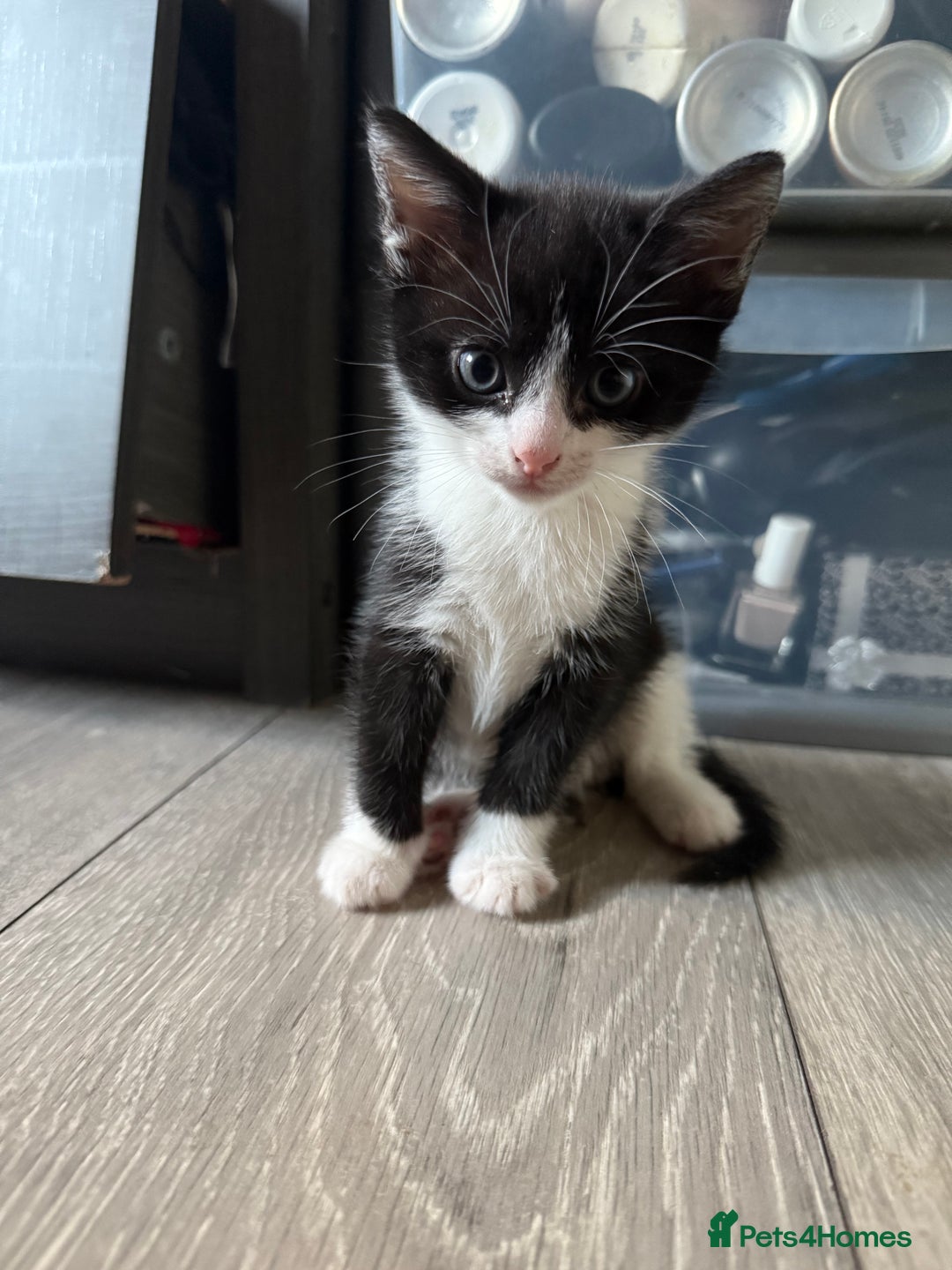 Domestic Shorthair cats for sale: X3 kittens for sale all male  - Image 9