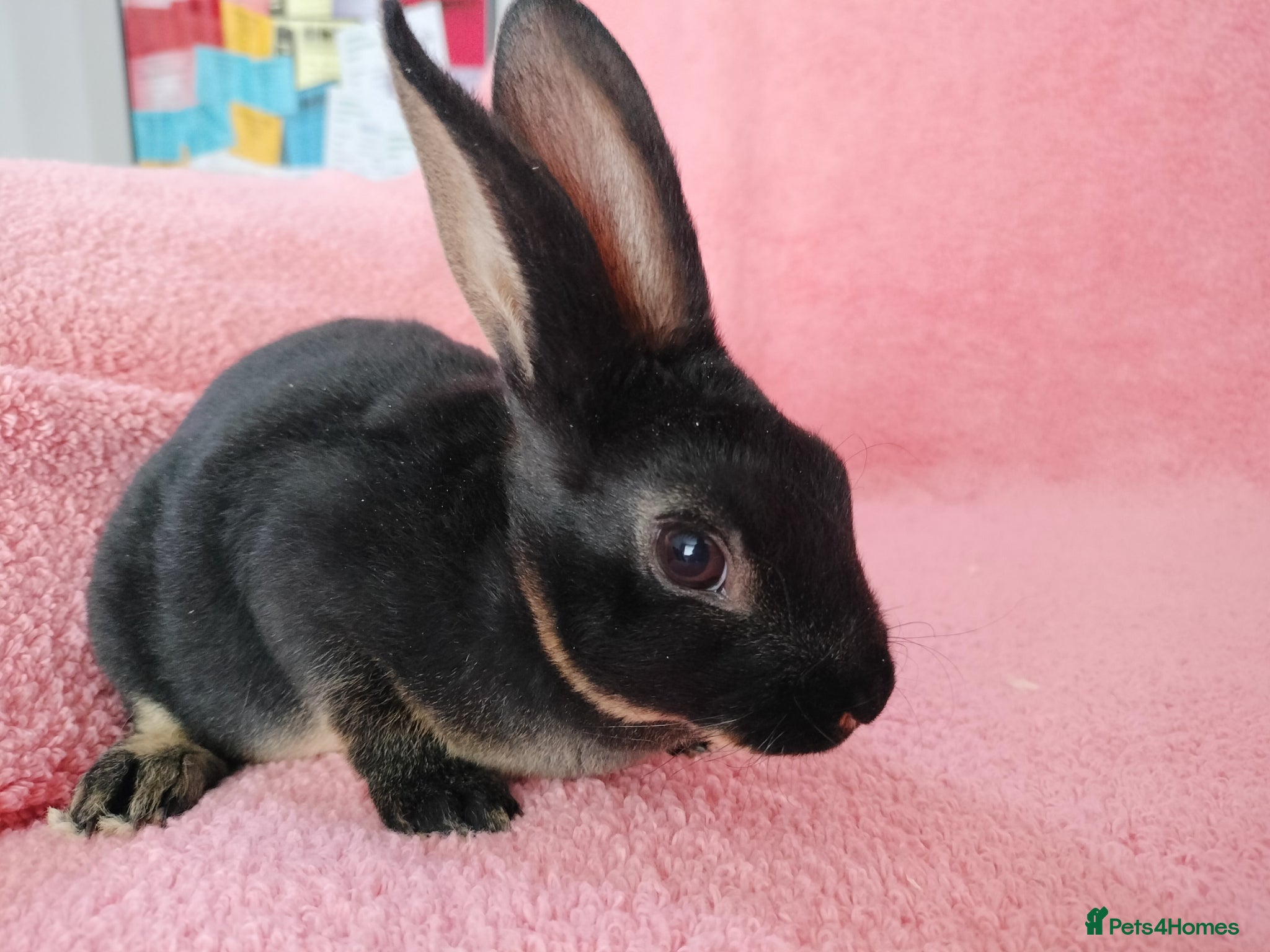 Rex rabbits Baby mini rex for sale  - Advert 5