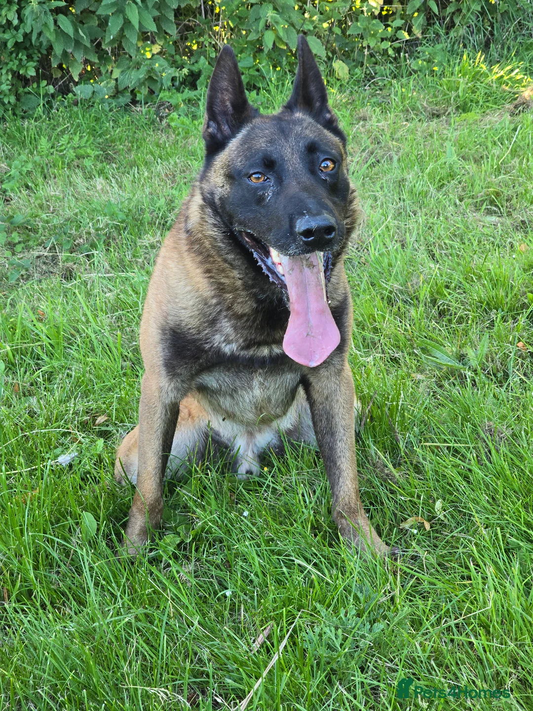 Belgian Shepherd Dog dogs for stud: CHANCE MR3 Vice Champion PSA2 at STUD - Advert 20