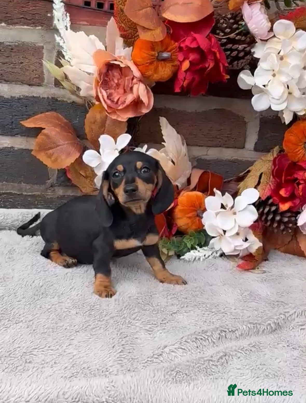 Miniature Dachshund dogs REDUCED‼️READY TO LEAVE NOW!! - Advert 1