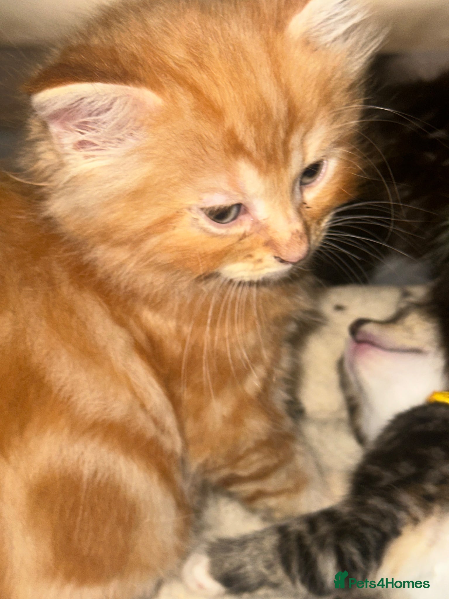 Mixed Breed Kitten 1