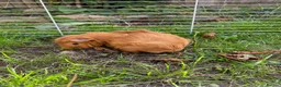 Guinea Pig rodents for sale: 2 Guinea pigs & cage+supplies - Advert 9