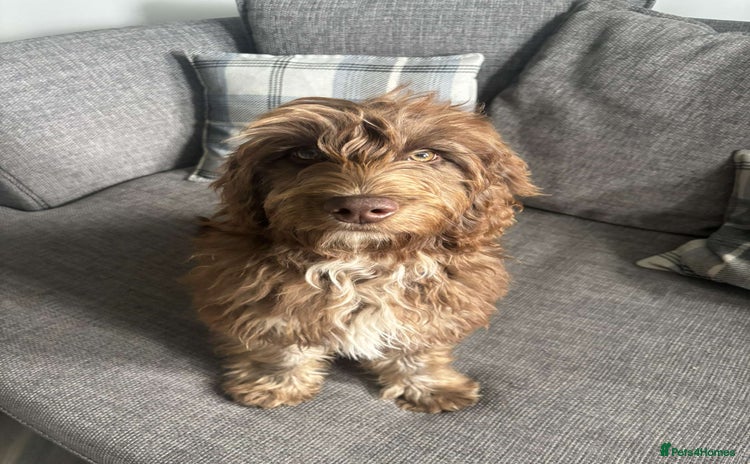 Cockapoo dogs - Advert 1