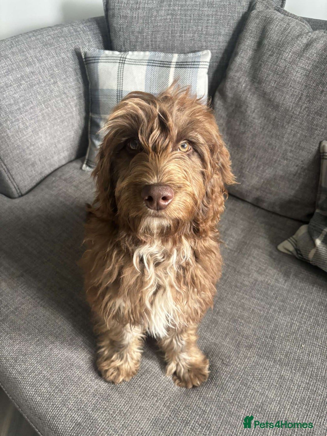 Cockapoo dogs for sale: Cockapoo - Image 1