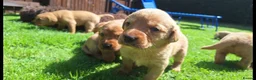 Labrador Retriever dogs for sale: Fox redlabrador puppies  - Advert 3