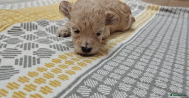 Maltipoo dogs - Advert 12