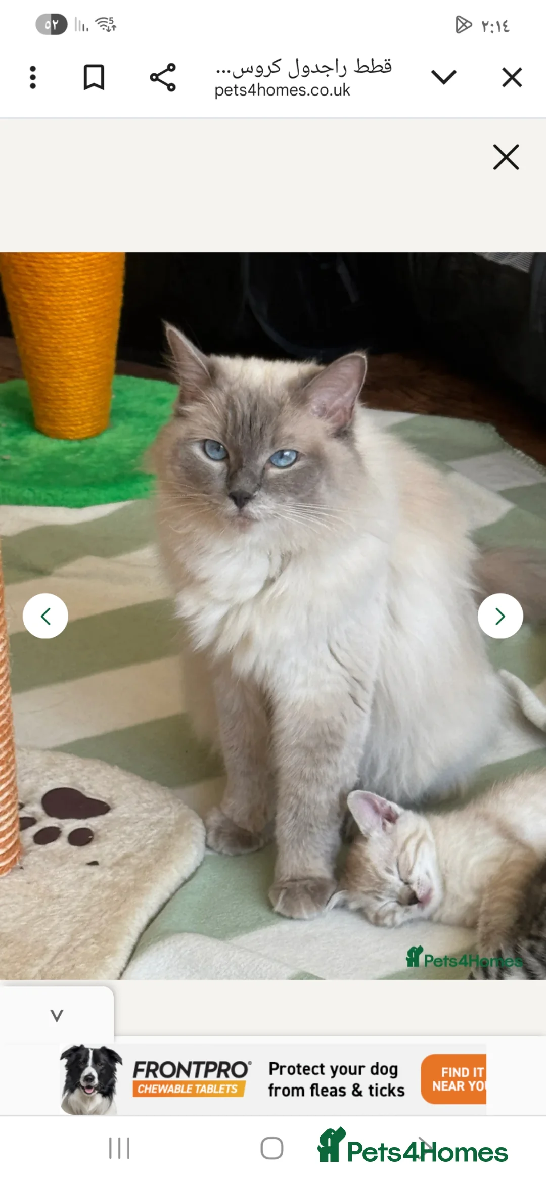 Ragdoll cats for sale: ready  - Advert 2