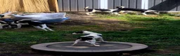 Border Collie dogs for sale: 4 Border Collie Pups  in Swansea - Advert 7