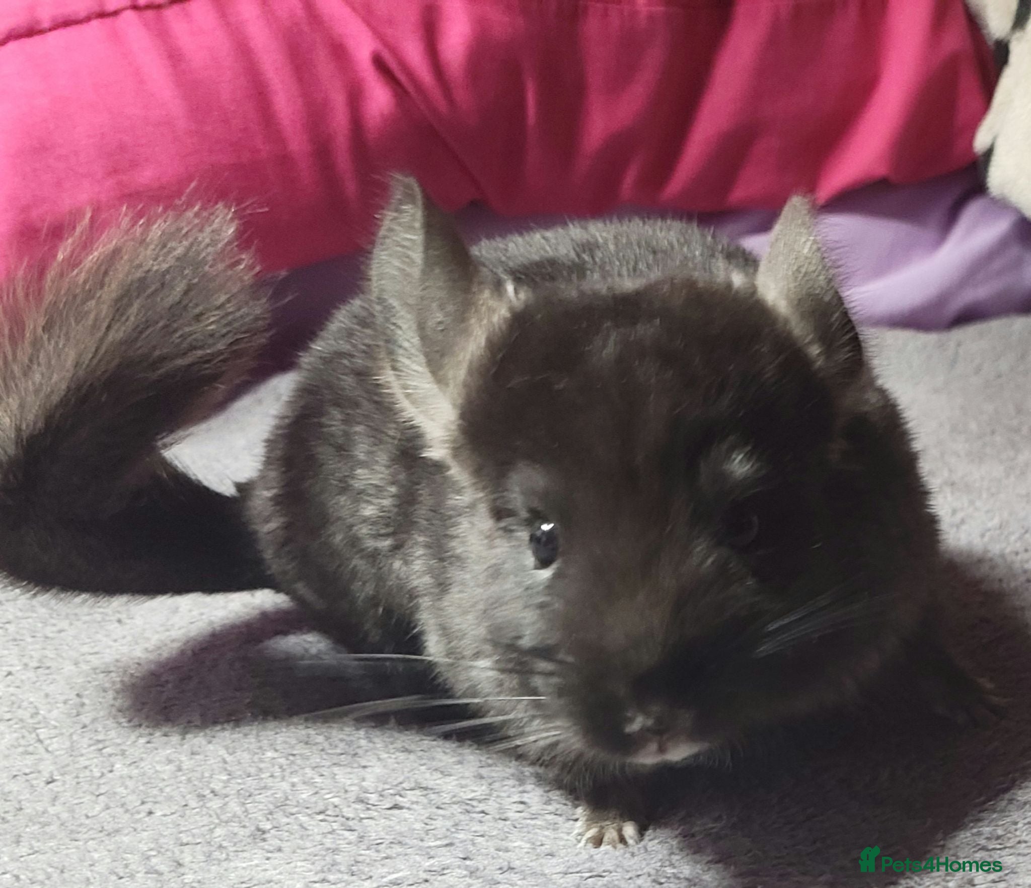 Chinchilla rodents Baby male chinchillas - Advert 6