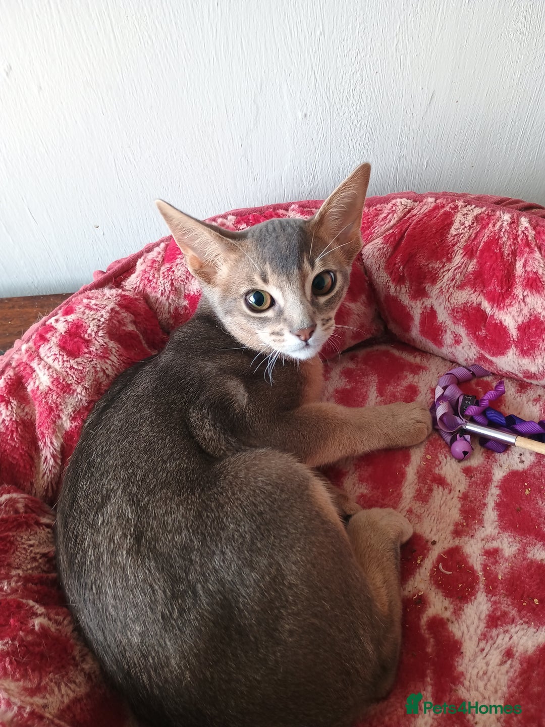 Abyssinian cats for sale: Blue Abyssinian male kittens - Image 5