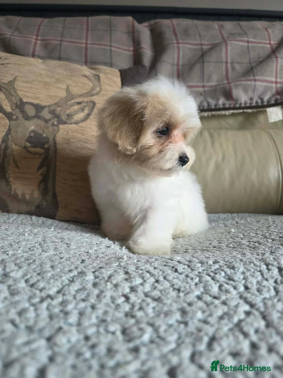 Miniature Poodle dogs for sale: Ready  to leave REDUCED today 1 wee boy SOLD💙 - Advert 1
