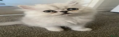 Persian 2
