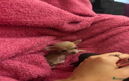 Chihuahua dogs for sale: Chihuahuas for sale  - Image 11