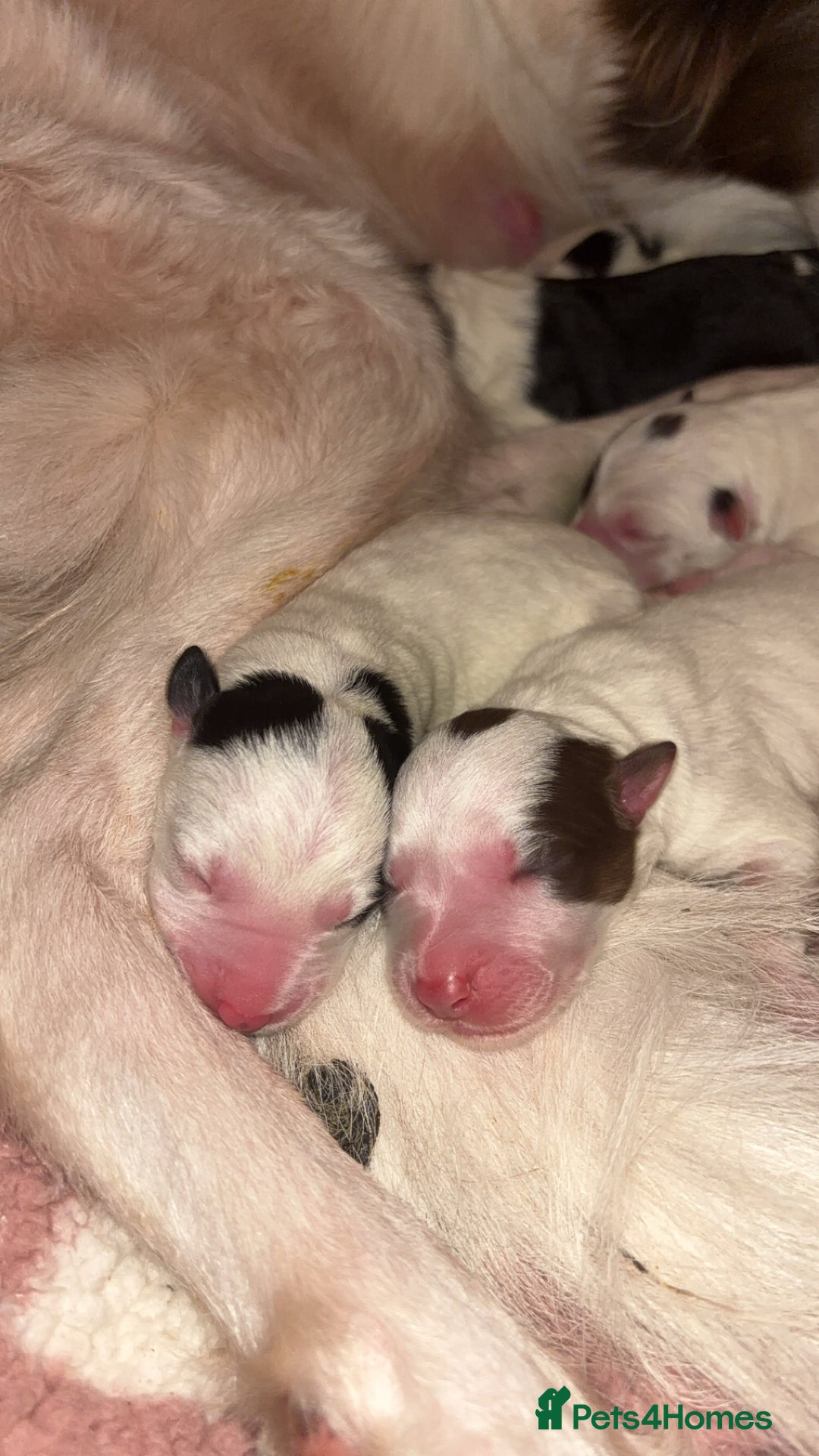 Border Collie dogs for sale: Border collie pups - Advert 5