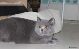 British Shorthair cats for sale: Ready Now British shorthair Amazing kittens - Advert 10