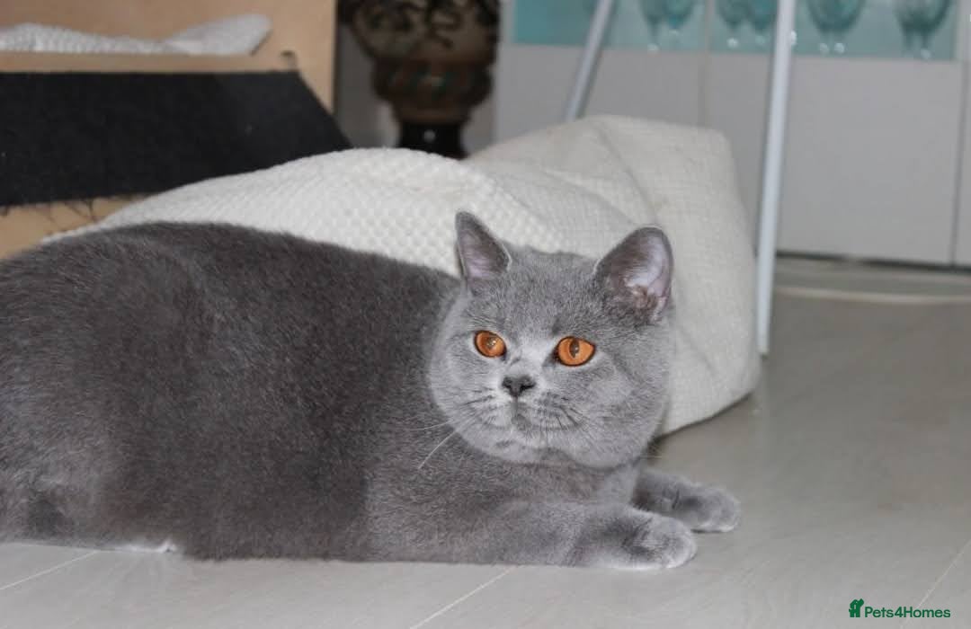 British Shorthair cats for sale: Ready Now British shorthair Amazing kittens - Advert 10