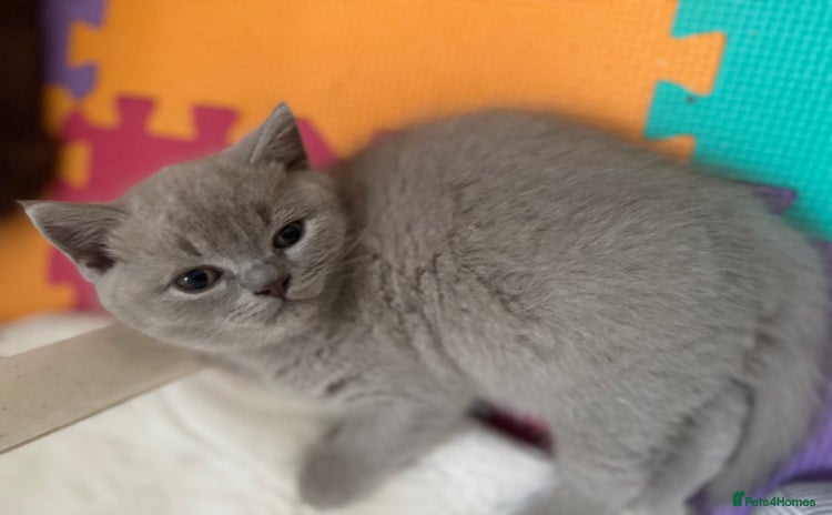 British Shorthair cats - Advert 14