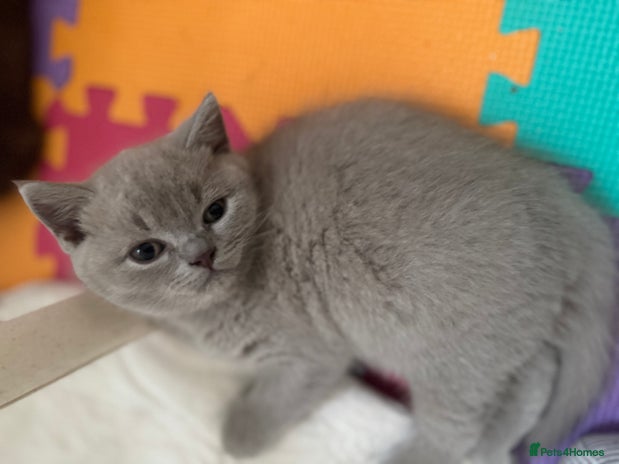 British Shorthair cats - Advert 4