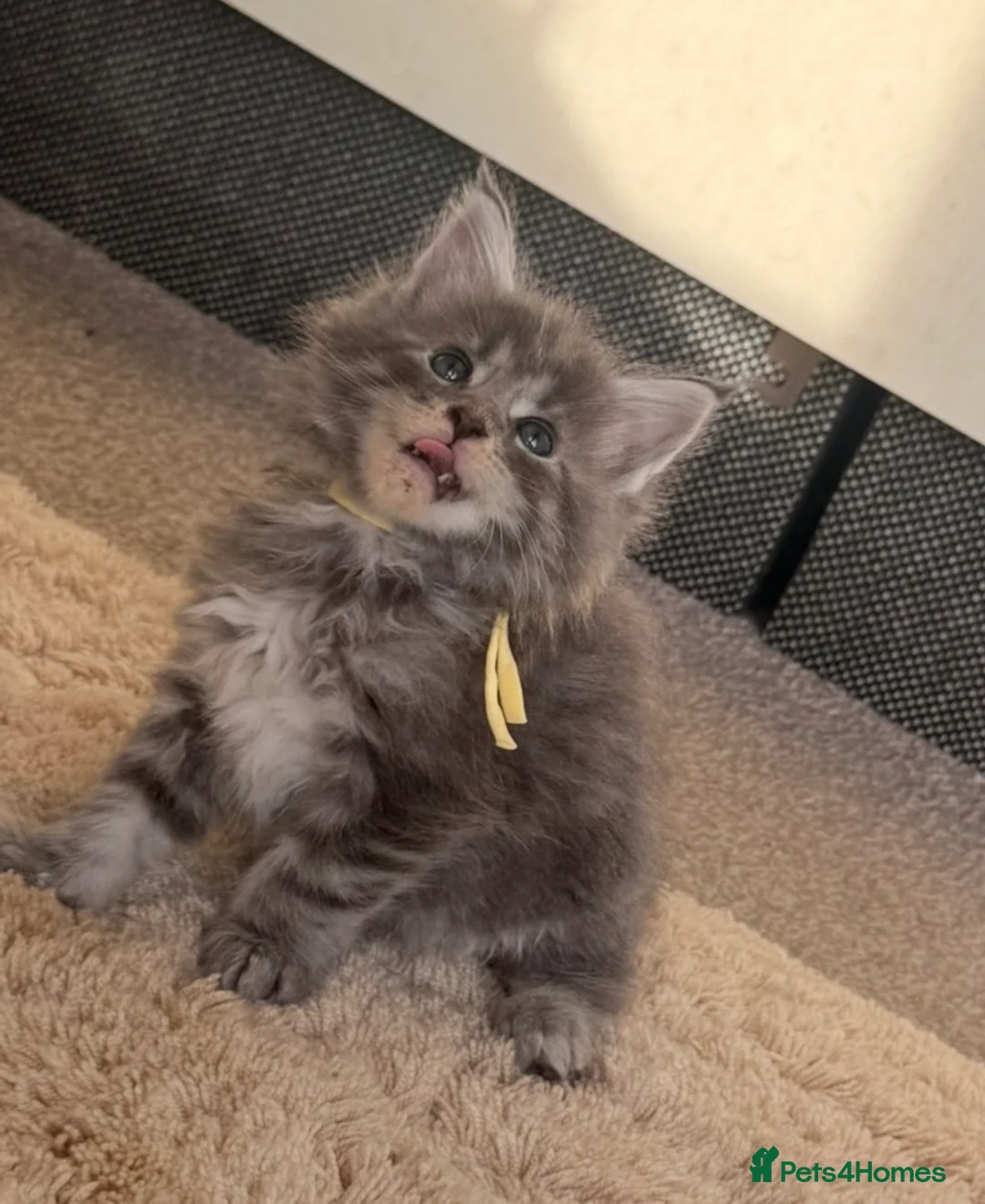 Maine Coon cats for sale: Pedigree maine coon kitten Honey - Advert 2