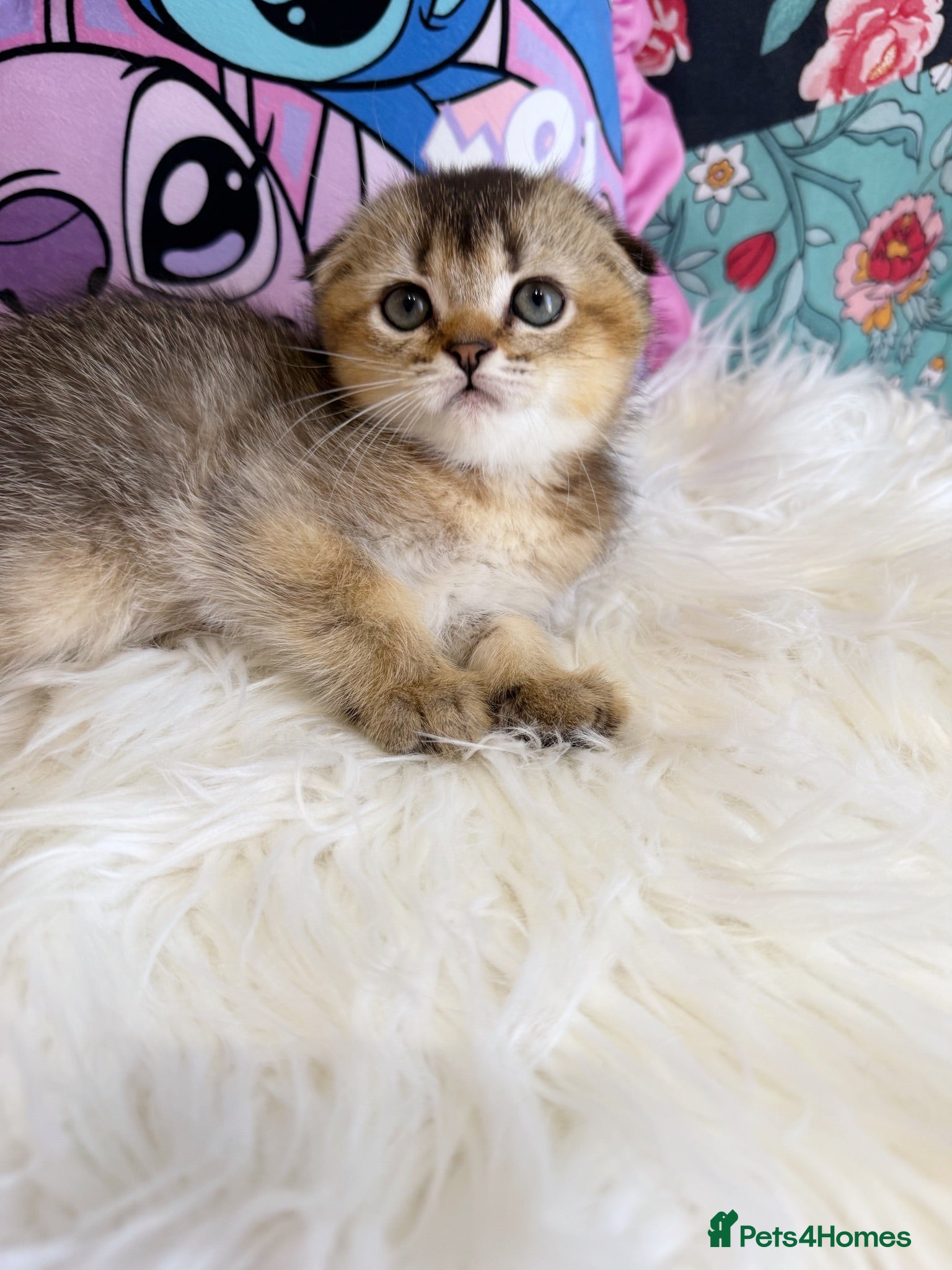 Scottish Fold cats 🐾 Stunning Scottish kitties 🐾 - Advert 2
