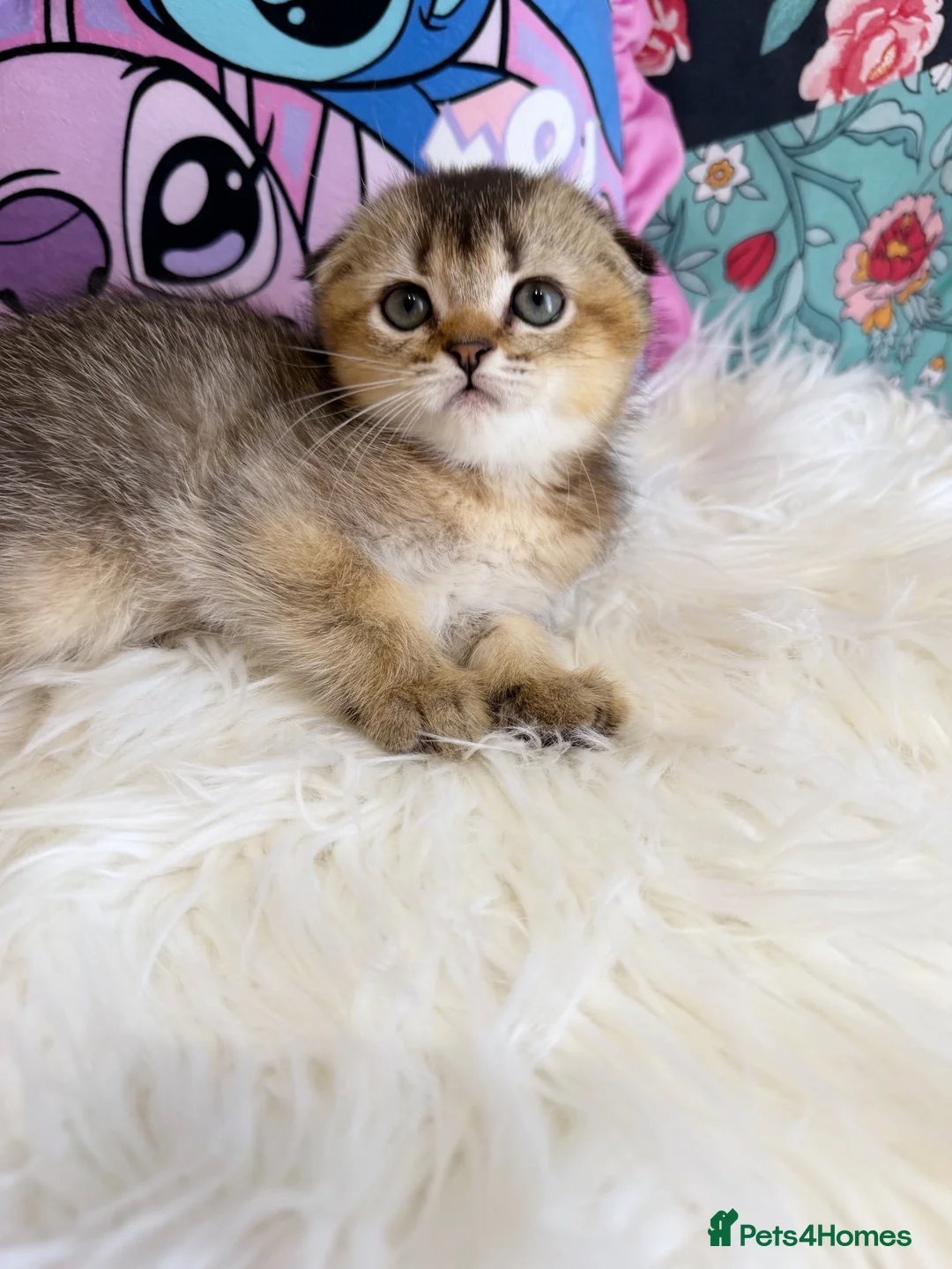 Scottish Fold cats for sale: 🐾 Stunning Scottish kitties 🐾 - Advert 2