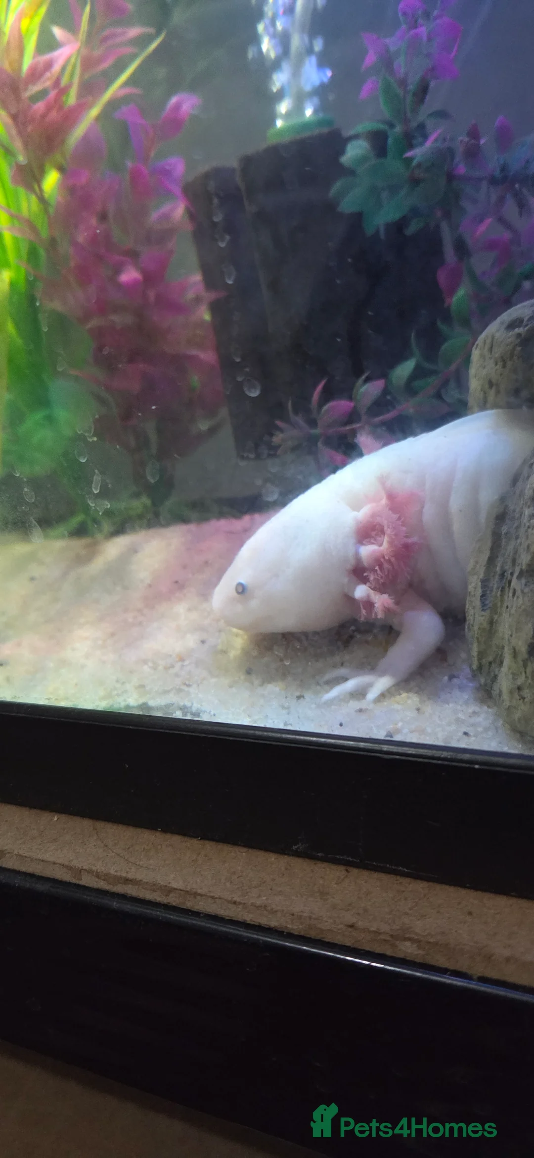 Axolotl reptiles for sale: Breeding pair pink Lucy axolotl  - Advert 4