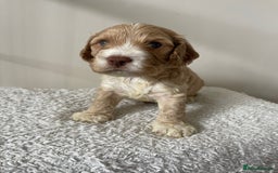 Cockapoo dogs for sale: Adorable F1 Cockerpoo puppies - Image 18