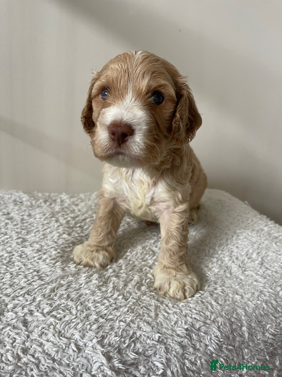 Cockapoo dogs for sale: Adorable F1 Cockerpoo puppies - Image 18