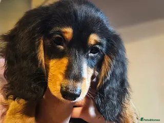 Miniature Dachshund dogs Last boy reduced, Ready Now 💙 - Advert 12