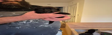 Mr Orange