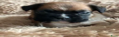 Boxer 4