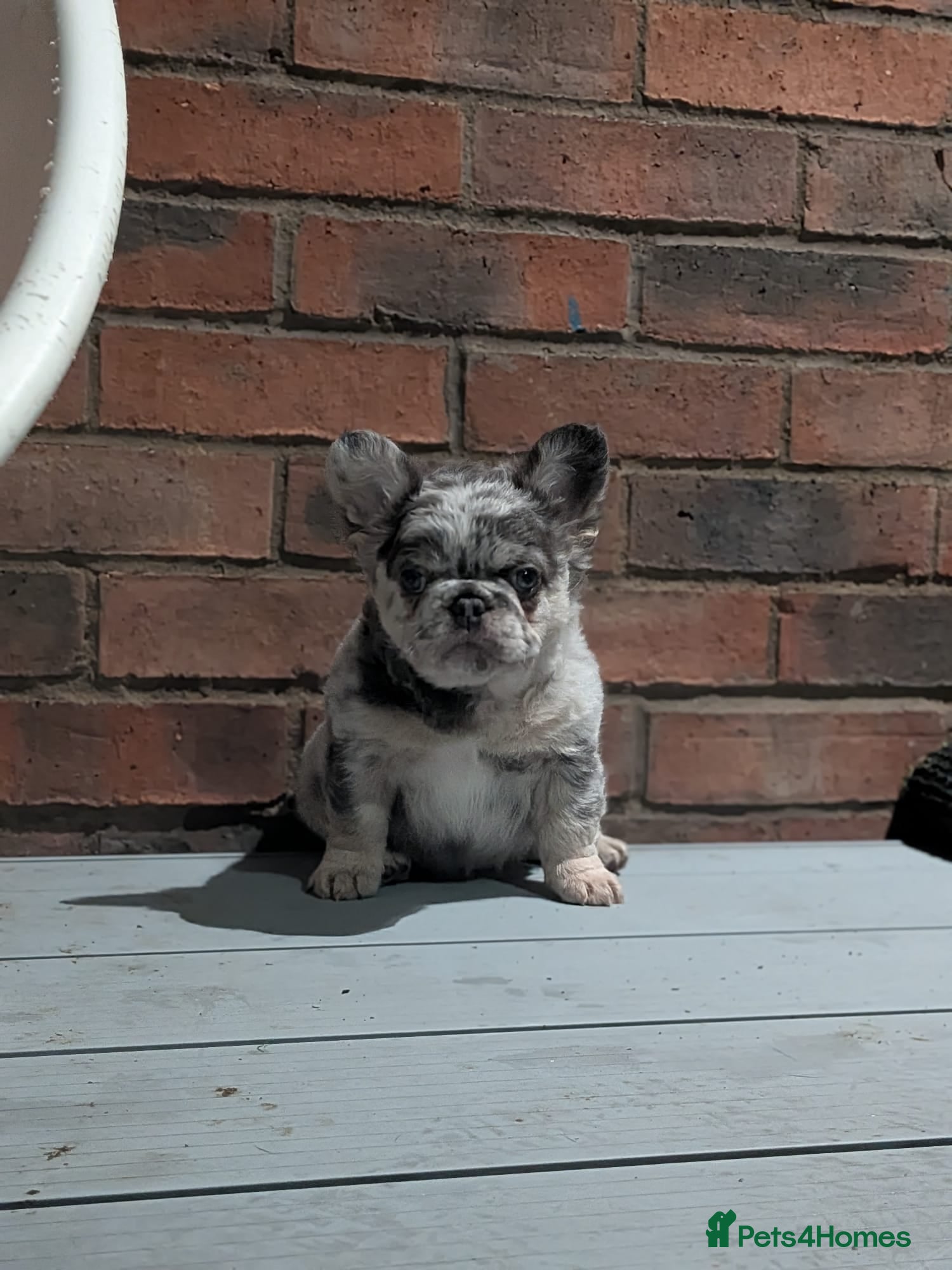 French Bulldog dogs Little lilo and the one and only Atlas litter - Advert 13