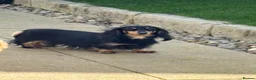 Miniature Dachshund dogs for sale: KC Miniature Long Haired English Cream Dachshunds  - Advert 24