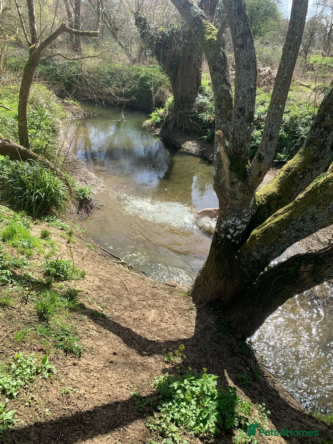 Whippet dogs for stud: Whippet for stud (KC reg; pedigree) Dorset. 20" in Sherborne - Advert 23