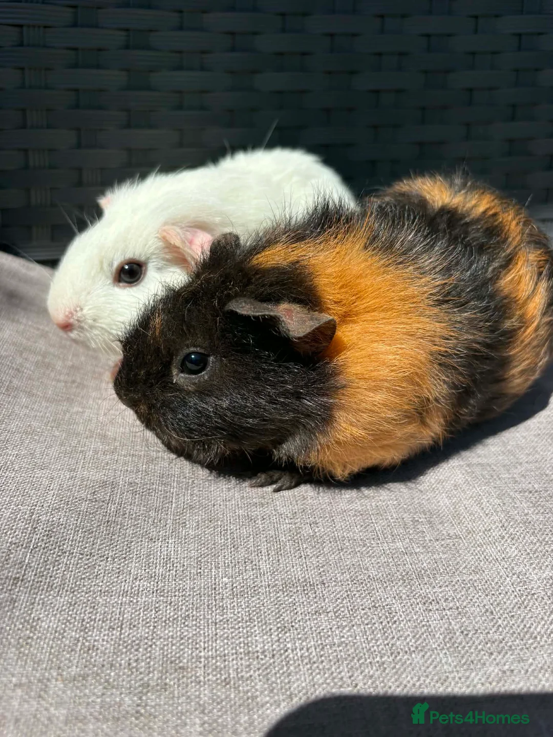 Guinea Pig rodents for sale: Pair of baby sows - Advert 1
